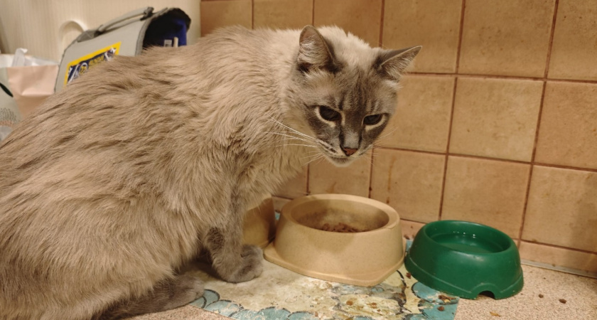 Не 1 и не 3 раза: сколько раз в день нужно кормить кошку - запомните на всю жизнь