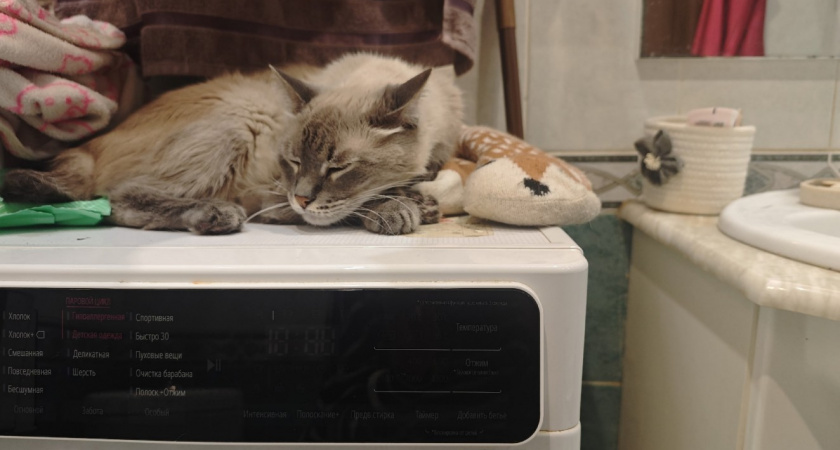 Где должен стоять кошачий туалет в квартире - запомните раз и на всю жизнь