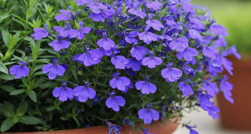 Петуния давно в прошлом: 6 цветов для роскошного сада в кашпо - цветут все лето и не боятся холода