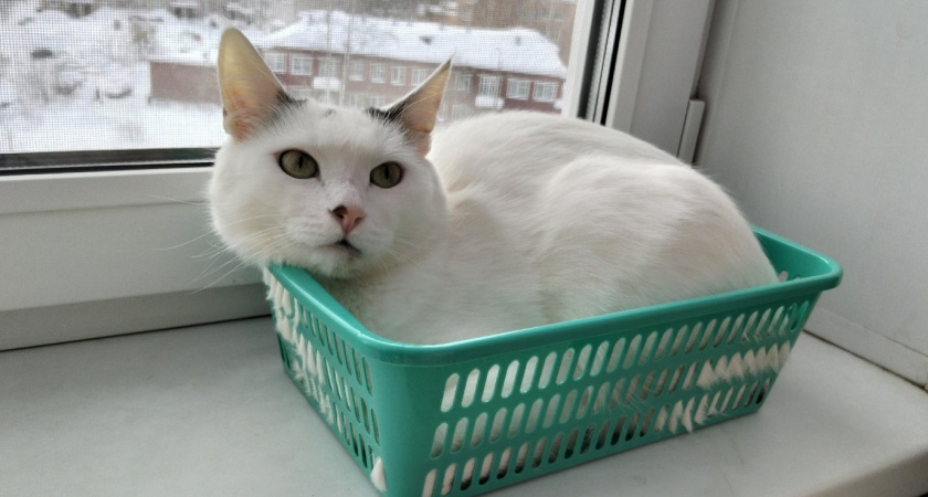 Чем нельзя кормить кошку: список опасных продуктов - запомните раз и навсегда