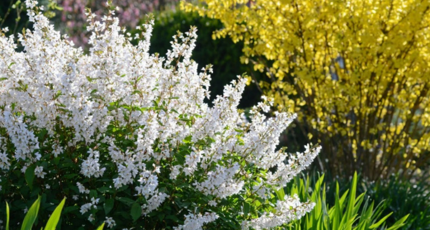 Сирень теперь не в почете - в наши сады пришел новый эффектный кустарник: соседи будут шеи сворачивать 