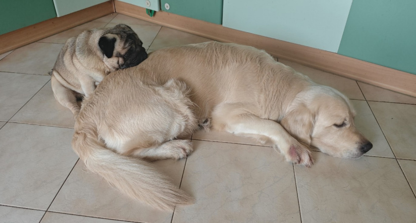 5 лучших пород собак для детей - надежный и преданный друг: вот на кого обратить внимание при выборе