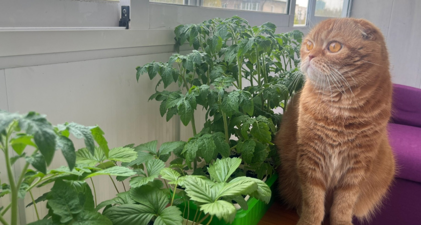 Теперь все семена сею только так - хитрый способ, о котором не знают и 90% дачников 