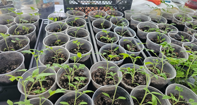 Как вырастить томаты на двух корнях: метод, который увеличит урожай вдвое 