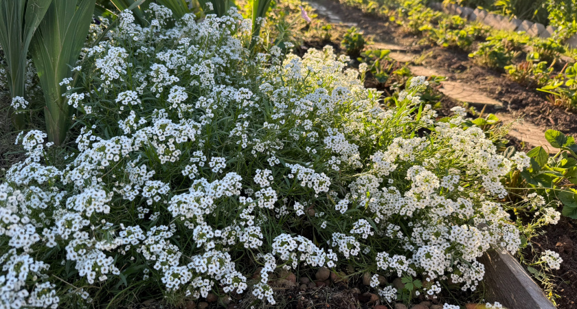 Одно из самых любимых растений у дачников запретили выращивать: новое правило с марта