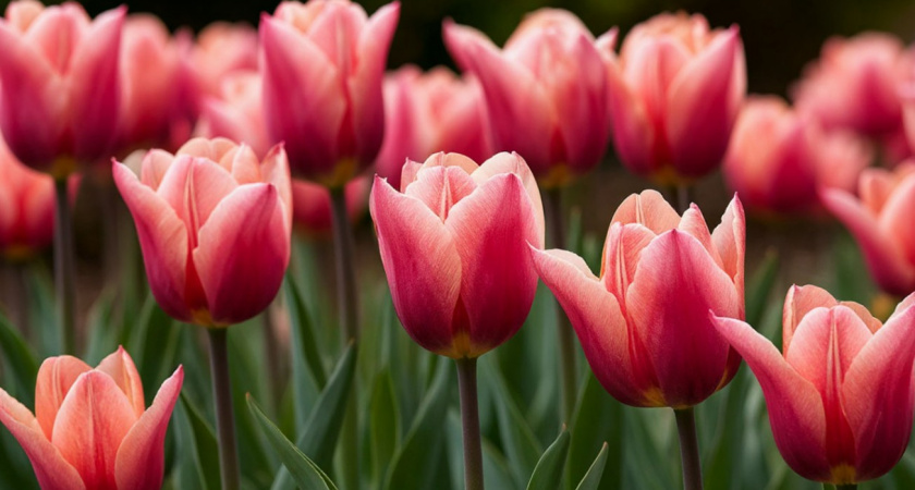 Выкапывать тюльпаны больше не модно - в наши сады пришел новый тренд: роскошные сорта, которые не боятся морозов и мышей