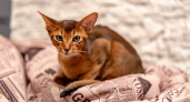 Абиссинская кошка для семьи: подходят ли животные детям, сколько стоят котята