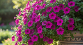Петуния в пролете - в наши сады пришел новый тренд: не боится дождя и растет быстрее