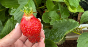 Засыпать химией клубнику больше не модно: ушлые дачники отпугивают вредителей новым средством - ни тли, ни гнили