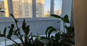  В Москве врачам пришлось спасать ребенка, пострадавшего от комнатного растения