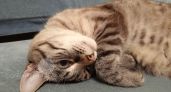 7 минут  и ковер, как после химчистки: теперь убираю кошачью шерсть только так. Три простых способа 