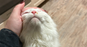 В Барнауле из-за кота пришлось оперировать ребенка