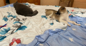 Как часто нужно менять постельное белье - запомните раз и на всю жизнь