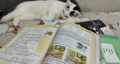 Купить нельзя получить: какие учебные материалы школа обязана выдать бесплатно
