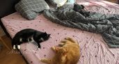 Шьём постельное бельё для детской кроватки: выбор ткани и пошаговая инструкция
