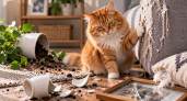 Кошка никогда не прощает эту ошибку: 4 действия хозяина, за которые питомец начнет тайно мстить и портить вещи
