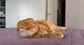 Животные, которых не стоит заводить семьям с детьми: честный чек-лист