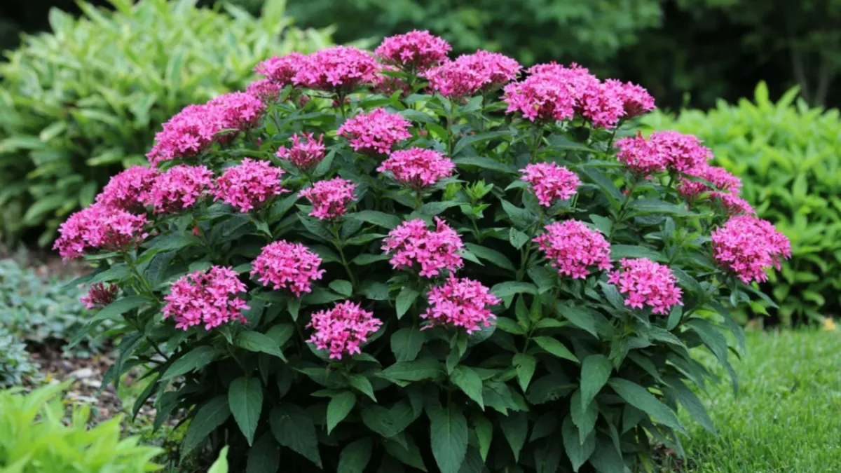 Гортензия больше не эталон - сады завоевывает новый эффектный кустарник: цветет все лето и до самых заморозков