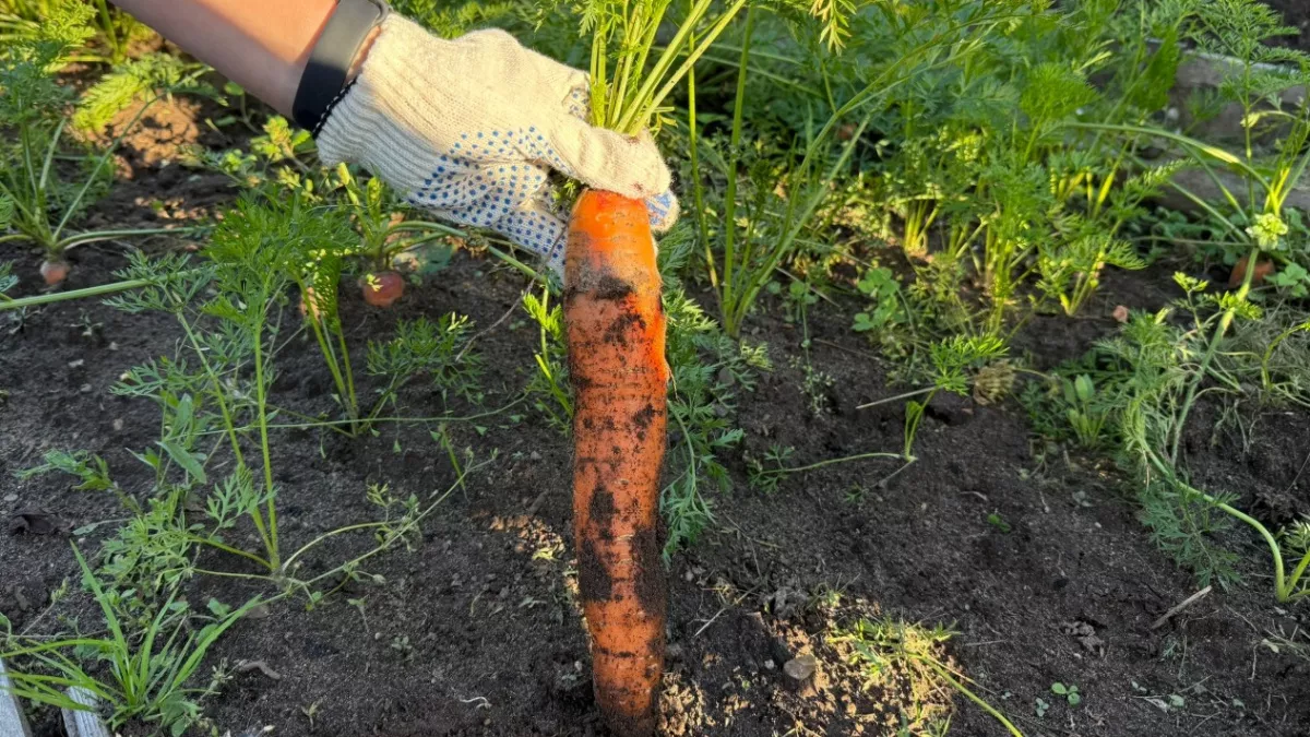 Они - самые лучшие огородники: астрологи назвали 3 знака, у которых на даче растет абсолютно все