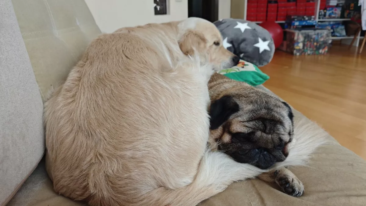 Как выбрать диван правильно? 5 ошибок, из-за которых жалеют о покупке - их запомните раз и навсегда