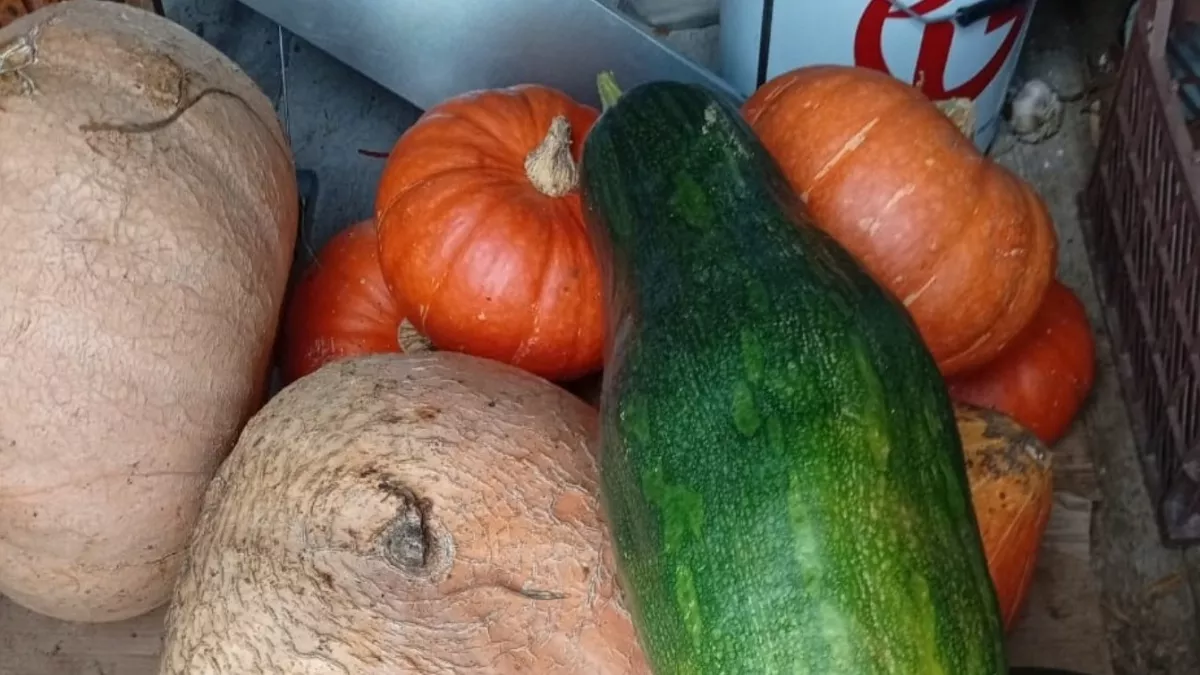 Не тыква, а чистый мед: как выбрать вкусный и маслянистый сорт, чтобы долго хранился - запомните раз и навсегда 