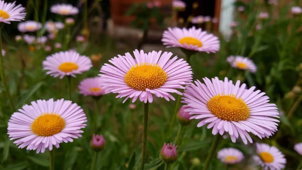 Сад для ленивых: неприхотливый цветок, который заполнит собой сад - не боится капризов погоды и цветет все лето