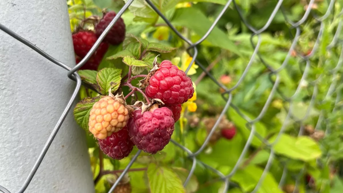 Почему ваши ягоды мельчают и пропадают: 5 ошибок, которые убивают малину быстрее жары