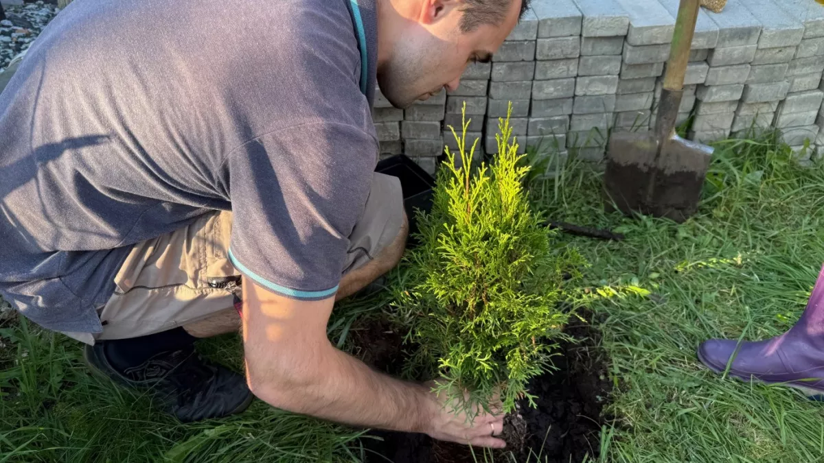 Мичурин 90 лет назад запрещал, а мы сажаем и радуемся: 6 деревьев, которые нельзя высаживать в саду