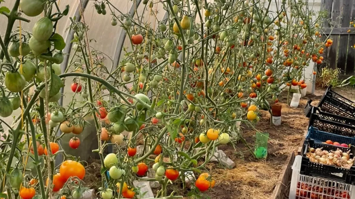 Не помидоры, а чистый сахар: 5 сортов томатов, которые слаще фруктов - мясистые и сочные, урожайность уникальная 