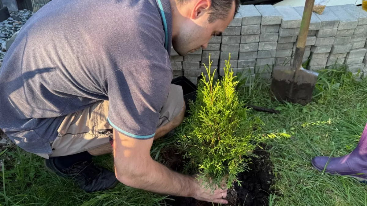 Компактные деревья для маленького сада - украсят любой участок: соседка подумает, что делали дизайнеры