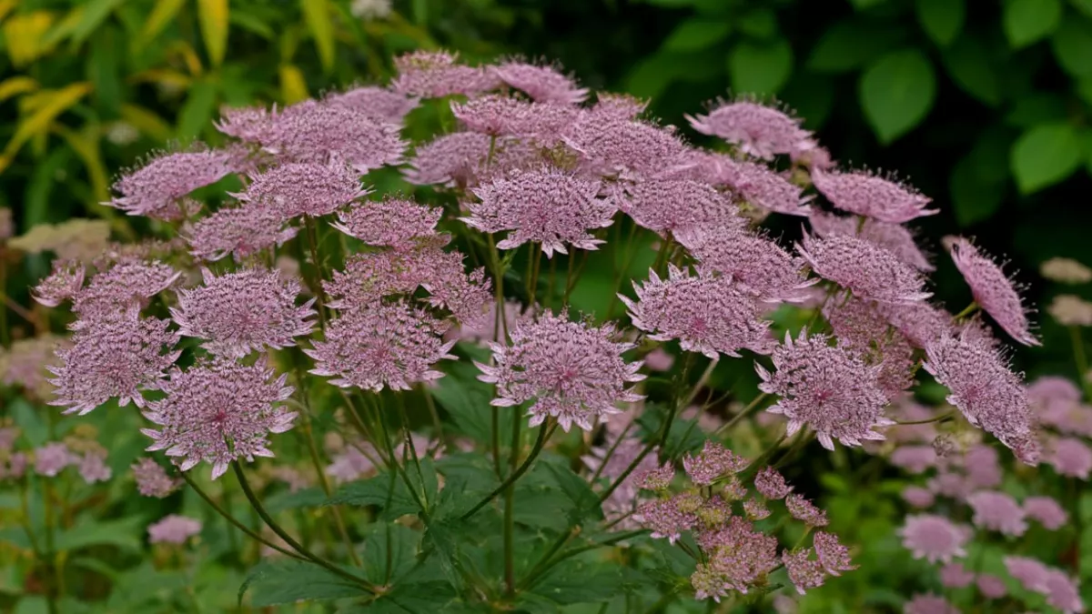 Не флоксы и не петунии: 10 шикарных многолетников для ленивого сада - растут и в заботе не нуждаются