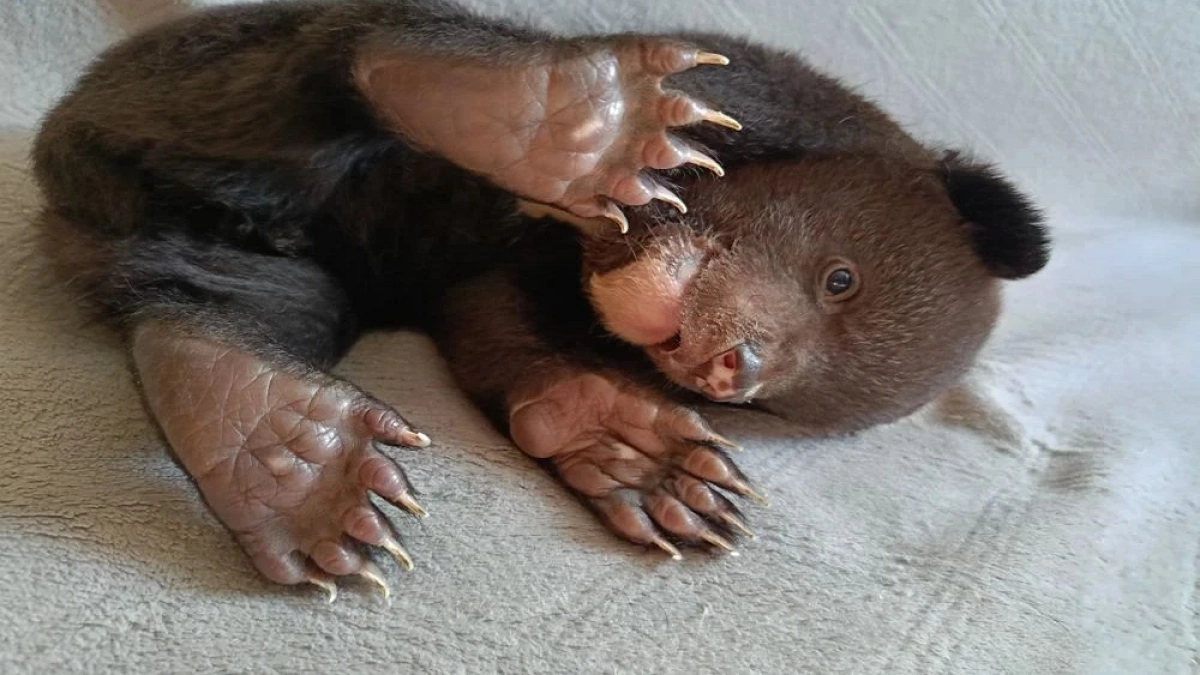 В Хабаровском крае спасают крошечного медвежонка, которого мать бросила в берлоге