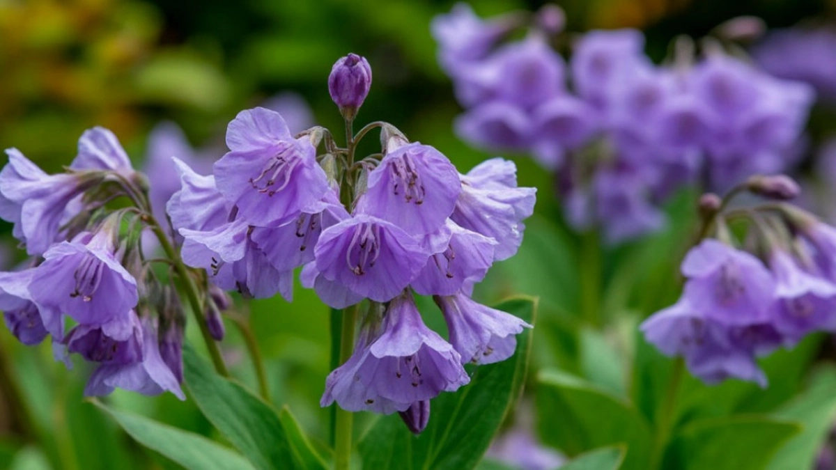 Хосты больше не в почете - в наши сады пришли 5 неприхотливых многолетников: растут в тени и радуются