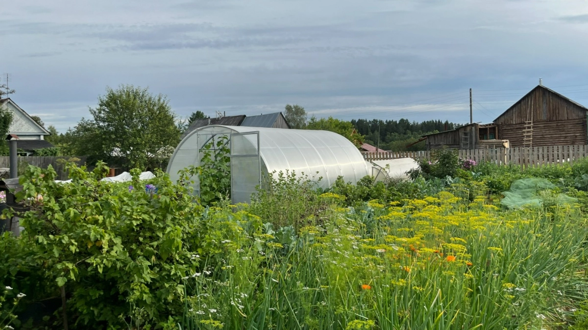 Агрономы запрещают сажать эти 6 деревьев на участке - разрушат трубы и сделаю из участка непроходимые заросли