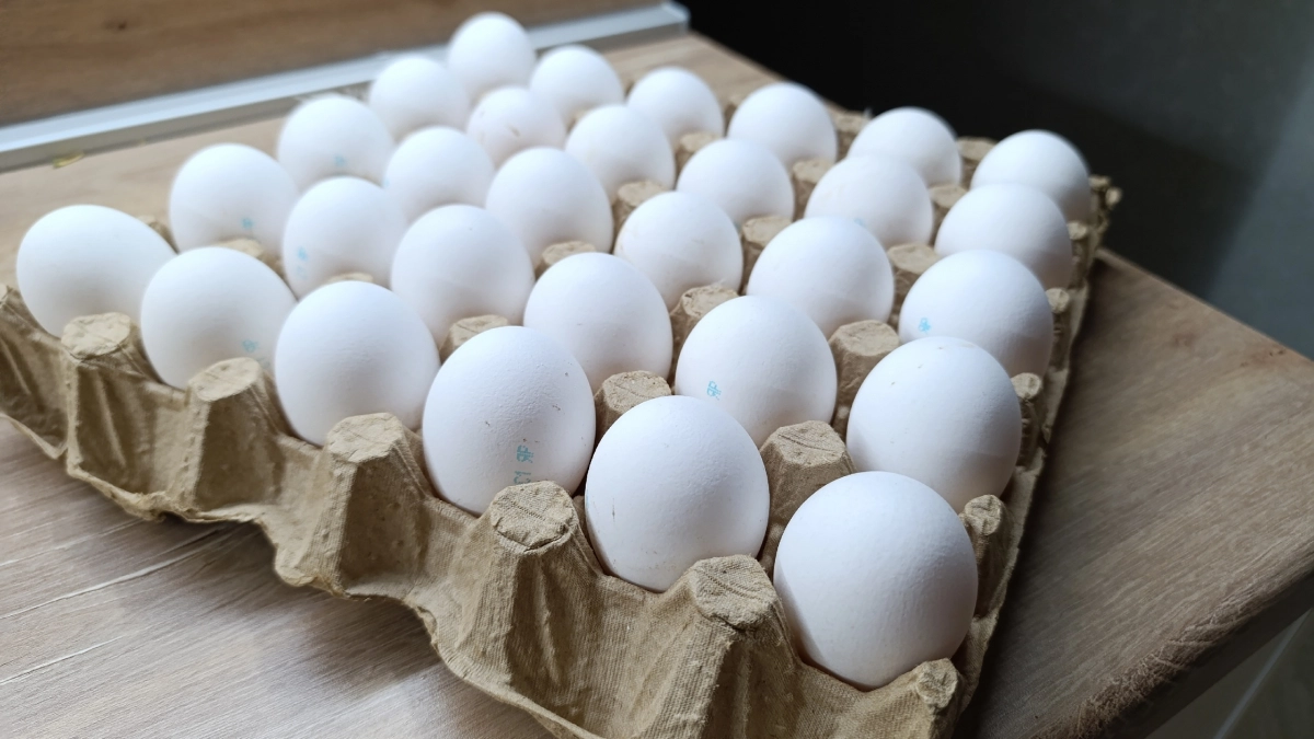 Лотки из-под яиц берегу как зеницу ока: в хозяйстве - самая нужная вещь