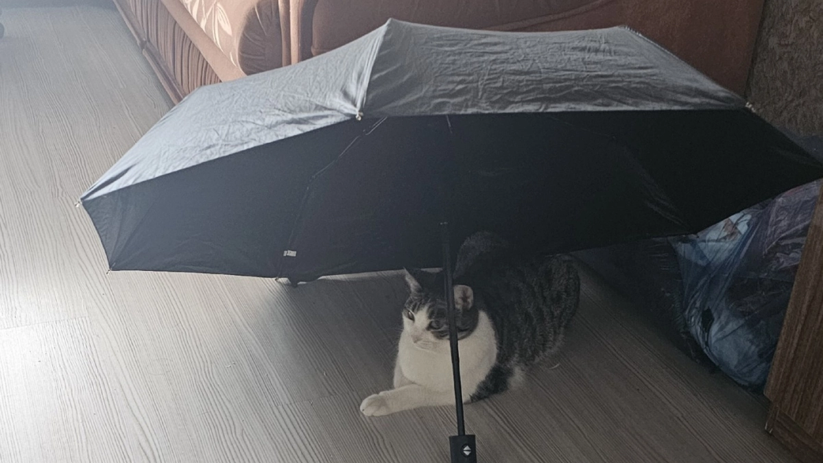 Старые зонтики не выбрасываю - вот что из них мастерю: практичная и нужная вещь