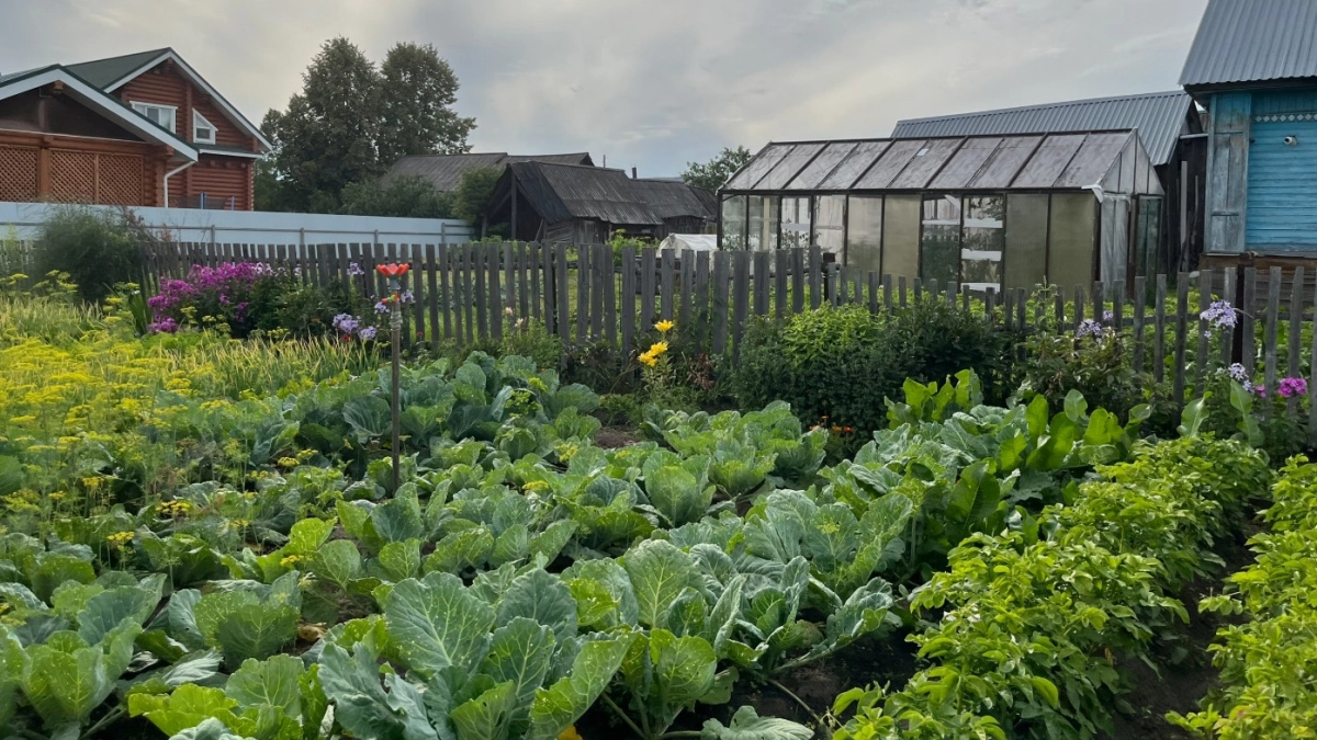 Посадите эти 5 растений на участке - и клещи в ужасе будут обходить огород за 2 км: неприхотливые защитники 