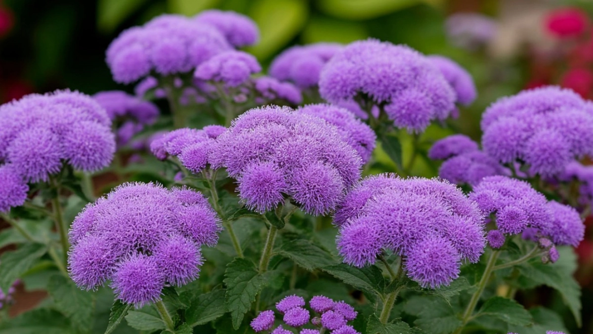 3 чудесных однолетника для сада - украсят любой участок: неприхотливые и невероятно красивые