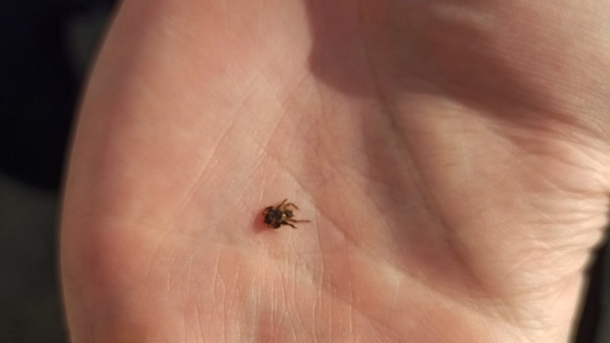 Они бегут без оглядки от 10 запахов: перепробовала кучу трюков для защиты от клещей, но лучше этих не нашла