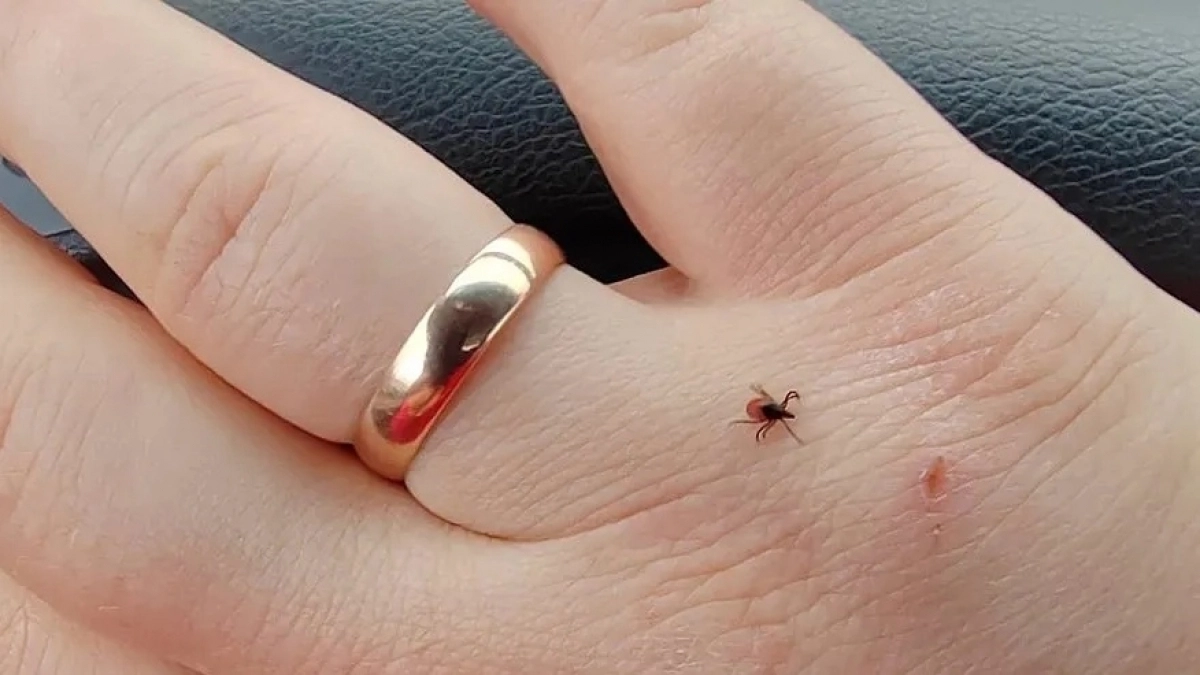 Названа группа крови, которую больше всего любят клещи