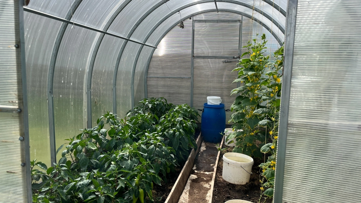 Поликарбонат — прошлый век: дачники массово переходят на материал, который не собирает грязь