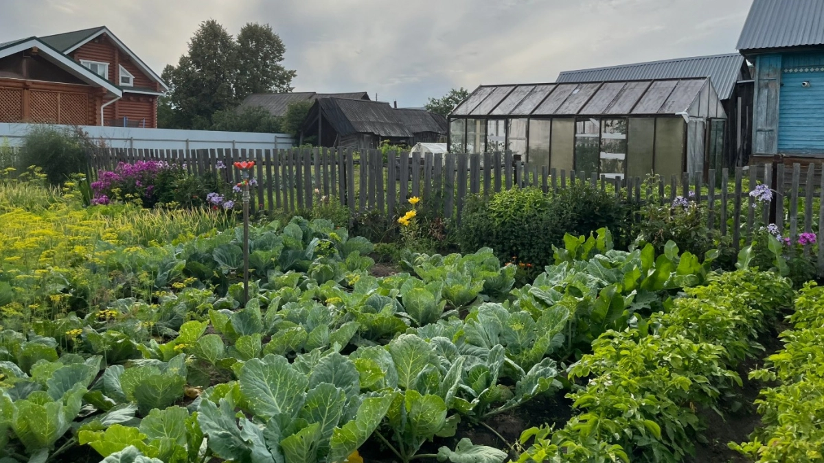 Один раз прыснул и все лето чисто: американцы прогоняют тлю и муравьев с огорода по методу Мичурина - а мы его забыли