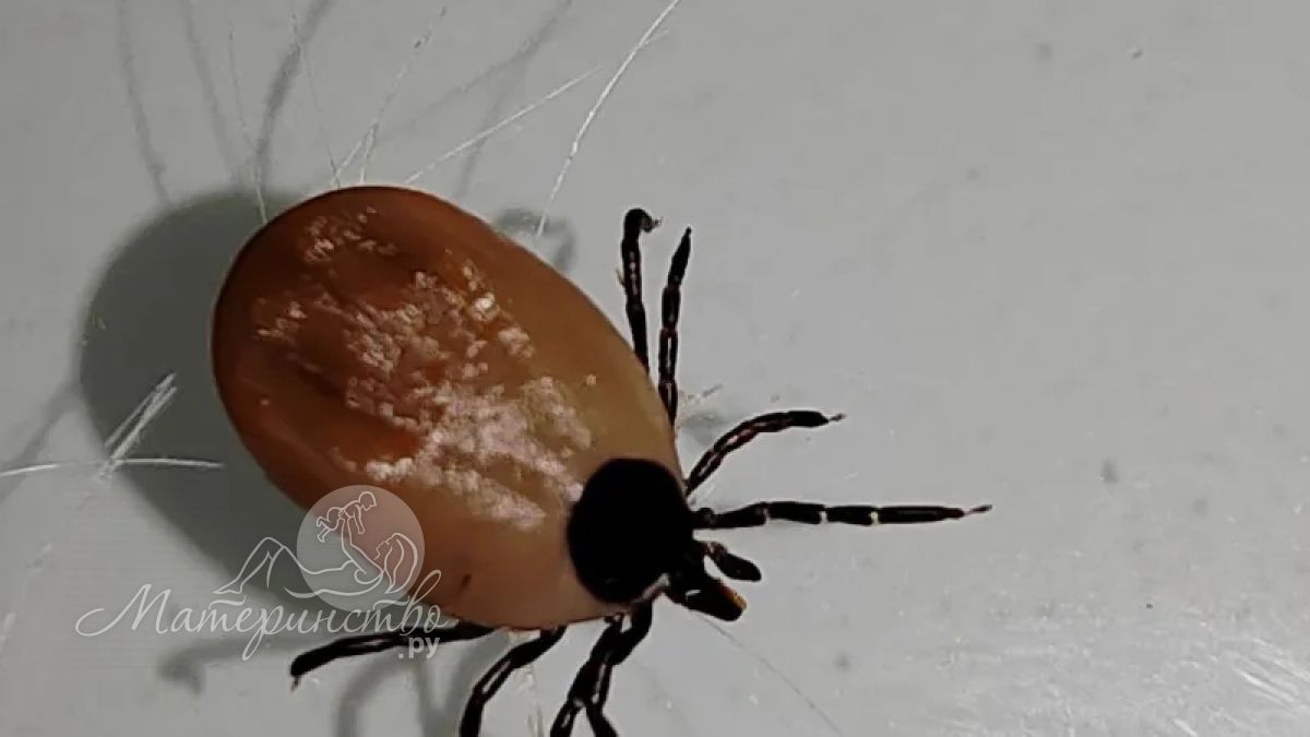 Россиянам объяснили, как правильно действовать, если питомца укусил клещ