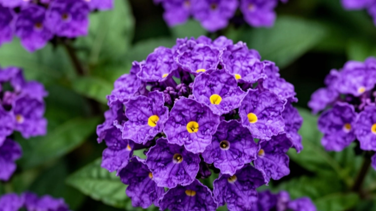 Аромат ванили на клумбе все лето: шикарный цветок для сада - ушлые дачники нашли замену розам и пионам