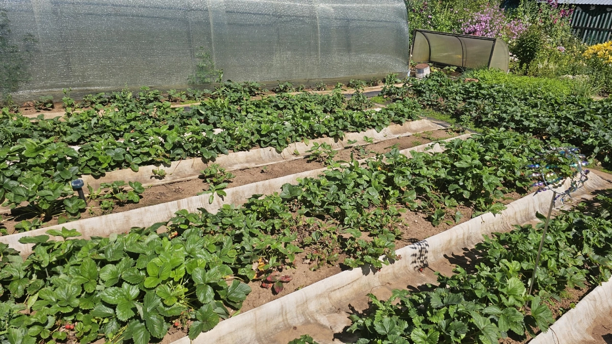 В мае я закапываю в огороде тряпку — странный на вид способ, который на деле многое рассказывает о почве