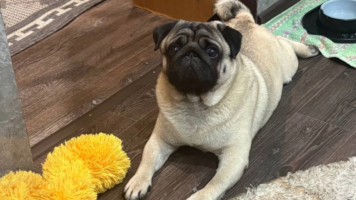 Почему собака выбирает одного хозяина - ученые поставили точку. Оказывается, никакой магии