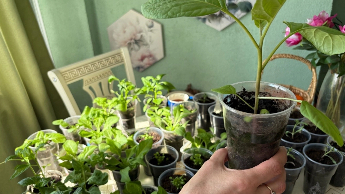 Почему рассада остановилась в росте: 5 причин, о которых должен знать каждый дачник