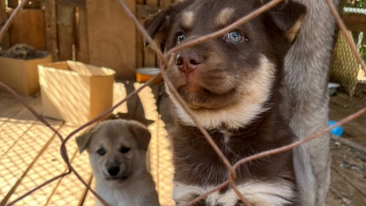Как понять, что собака любит хозяина больше всех на свете? Запомните раз и навсегда 