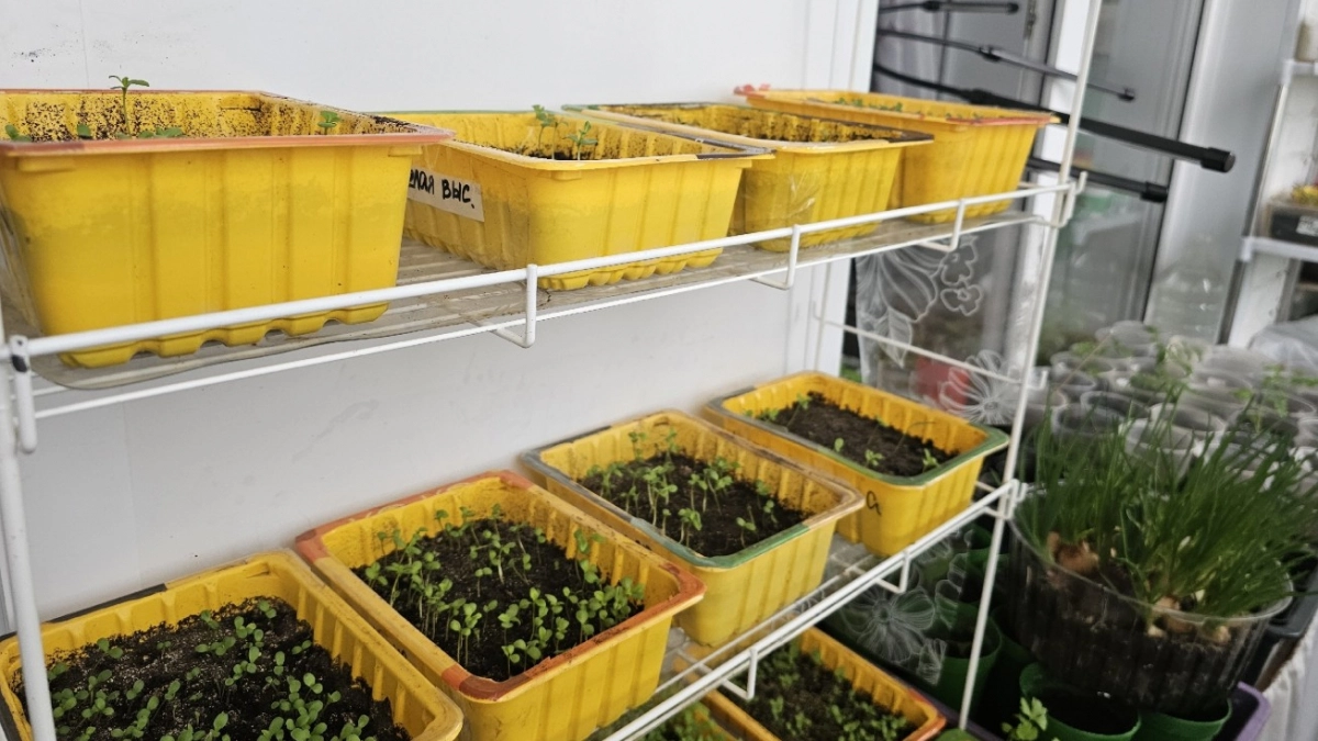 Почему рассада замирает в росте - 5 причин, о которых не догадываются огородники