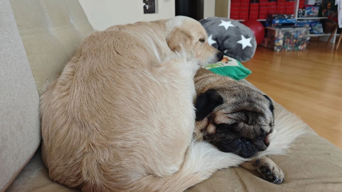 Почему собака катается на спине и наклоняет голову, когда вы с ней разговариваете - ученые поставили точку